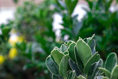 Yeşil yapraklı renkler odak noktasında. Bulanık yeşil arkaplan.