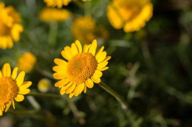 Sarı çiçekler. Güneşli bir yaz günü. Güzel çiçekler..