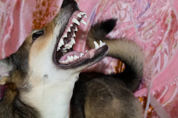 这只狗咧嘴笑着抬起头来 愤怒的动物 — 图库照片