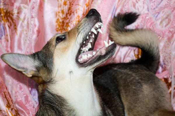 Köpek Dişlerini Sırıtır Yukarı Bakar Kızgın Hayvan — Stok fotoğraf