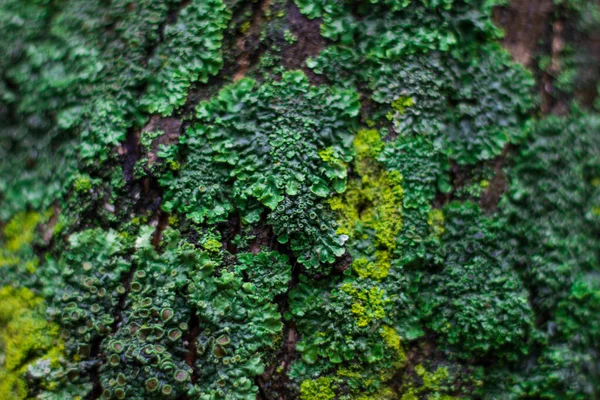 Moos Und Mikropilze Auf Einer Baumrinde Ungewöhnlicher Natürlicher Hintergrund — Stockfoto