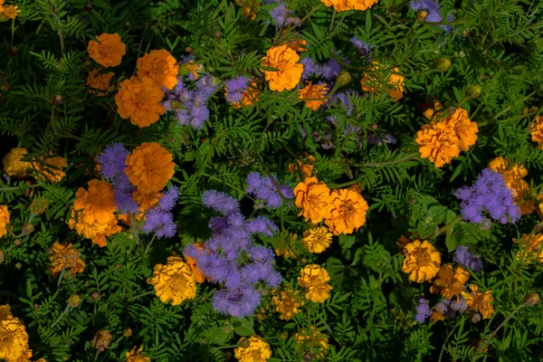 金盏花和紫色的花朵在一个空地上 复制空间 顶部视图 平面布局 背景与空白空间为文本 — 图库照片