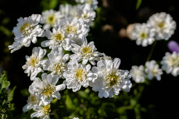 Closeup White Flower Dark Shadowy Background — Stock Photo, Image