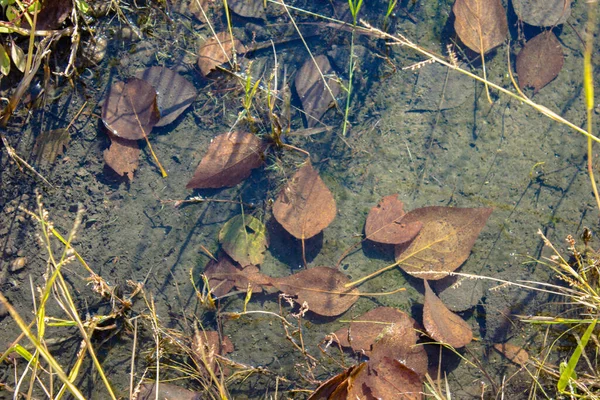 Gelbe Blätter Unter Wasser Herbsthintergrund Kopierraum Ansicht Von Oben Flach — Stockfoto