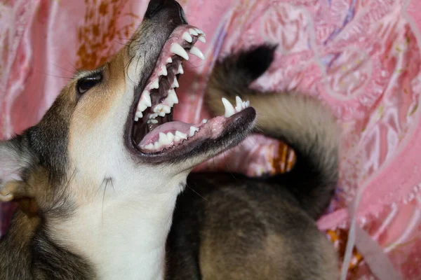 Der Hund Grinst Mit Den Zähnen Und Schaut Auf Wütendes lizenzfreie Stockfotos