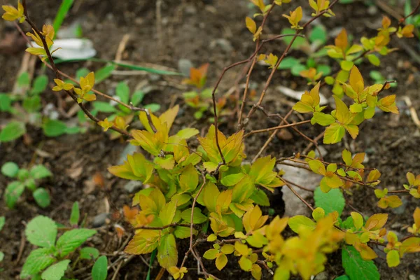Young Shrub Yellow Leaves Vegetation City — Stock Photo, Image