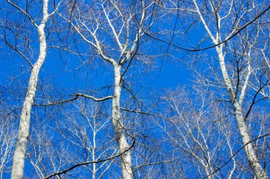 Ağaç dalları ile mavi güzel gökyüzü. Bahar geliyor..