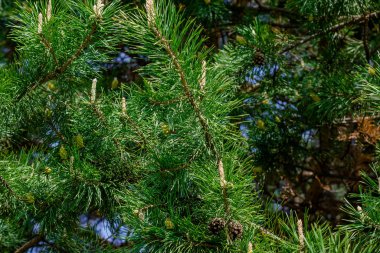 Genç kozalaklı tarla kuşu. Baharın başında. Doğal arkaplan