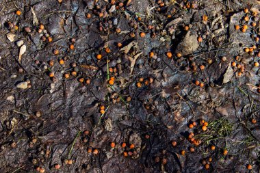 Arkaplanda ıslak yapraklar ve turuncu böğürtlen var. Sonbahar. en üstteki görüntü