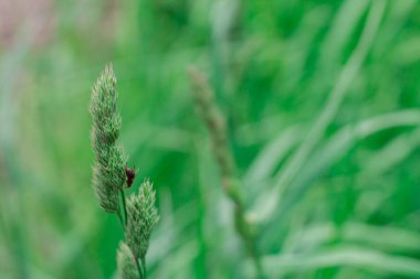 Sinek yeşil çimlerin üzerinde oturur. Yazın böcekler.