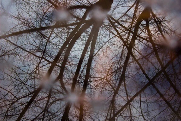Reflektion Ett Träd Och Blå Himmel Pöl Höst — Stockfoto