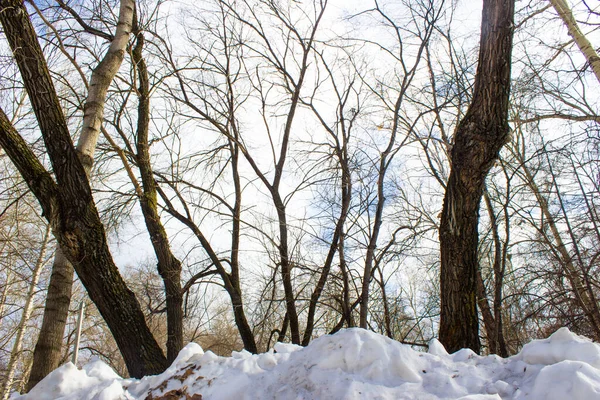 Sněhová Závěj Pozadí Stromů Winter — Stock fotografie