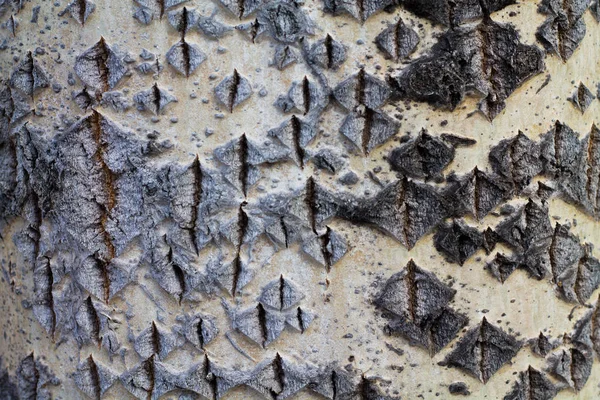 Tekstur Poppel Bark Naturlig Baggrund Design Øverste Visning - Stock-foto