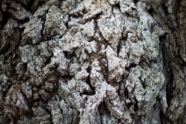 Textur Träd Bark Helvete Alm Träd — Stockfoto