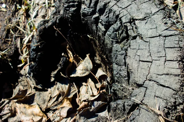 Eski Bir Ağaç Kesimi Çimlerin Üzerinde Kütük Üstteki Görüntü — Stok fotoğraf