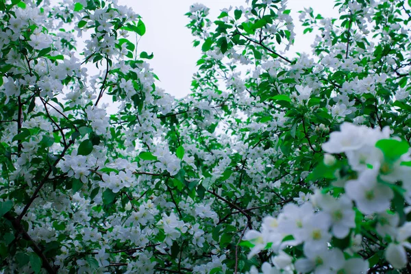 Appelboom Takken Witte Kleuren Bloeiende Appelboom Voorjaar — Stockfoto