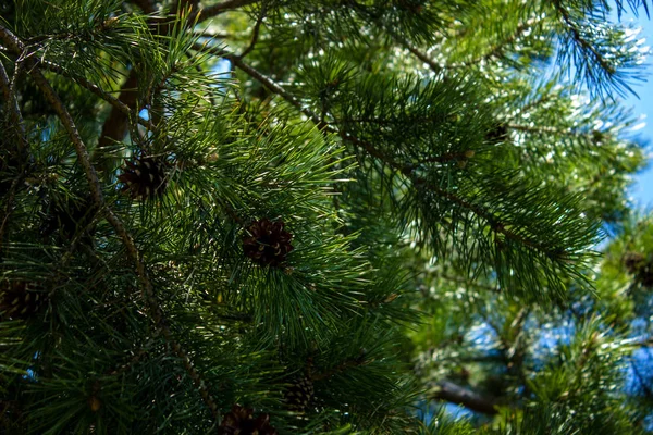 Blue Spruce New Growth Late Spring — Stock Photo, Image