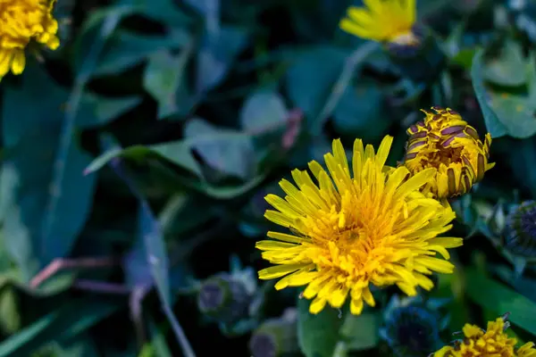 Dmuchawce Zielonej Trawie Pierwsze Kwiaty — Zdjęcie stockowe
