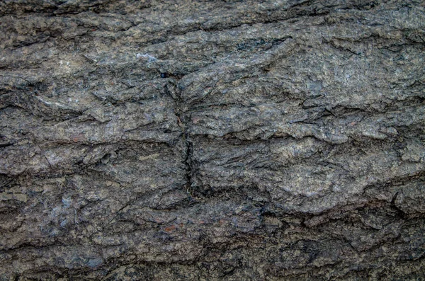 杨树树皮的质地 设计的自然背景 图库图片