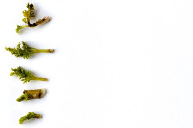 Beyaz arka planda izole edilmiş taze, kirli havuç.