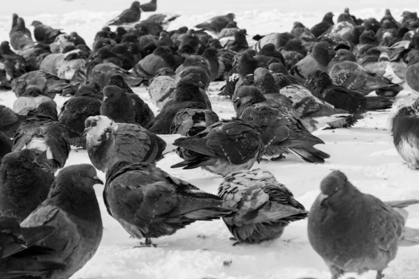 鸽子成群结队地聚集在街上 鸟儿在等待食物 黑白照片 — 图库照片