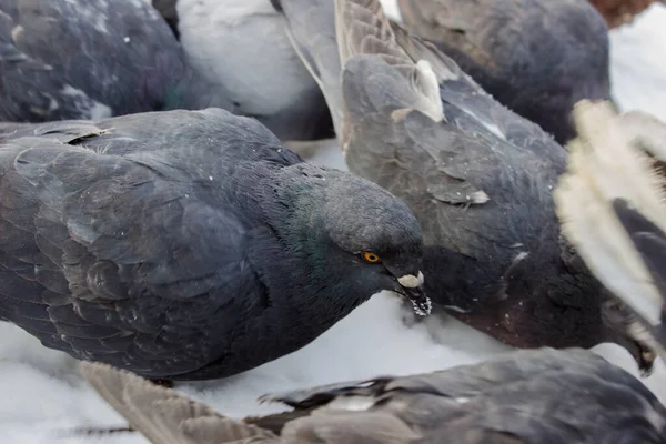 Pigeon Urbain Sur Chaussée Oiseaux Ville — Photo