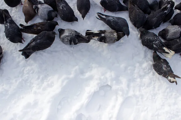 Pombos Neve Comem Painço Aves Cidade — Fotografia de Stock