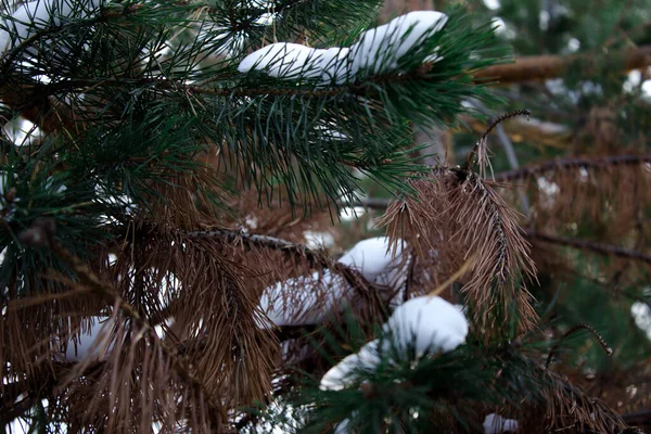 Winter cedar branch. Evergreen tree