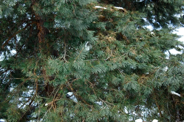 Природные Зеленые Ветви Сосны Покрытые Настоящим Морозом Зимний Рождественский Фон — стоковое фото