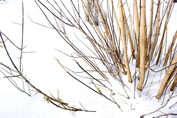 雪から突き出た木々の枝 森の冬 — ストック写真