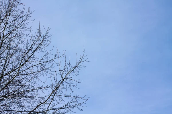 Blå Himmel Med Trädgrenar Naturlig Bakgrund Med Plats För Text — Stockfoto