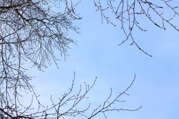 Blå Himmel Med Trädgrenar Utan Blad Vacker Himmel Vinterdag — Stockfoto