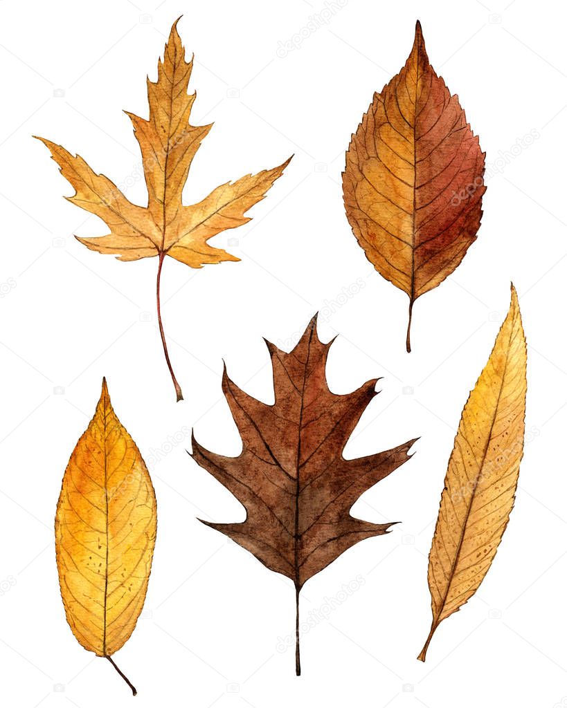 Вяз Дерево Фото Листьев Осенью