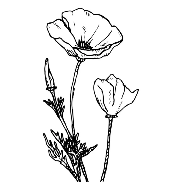 Eschscholziaストックベクター ロイヤリティフリーeschscholziaイラスト Depositphotos