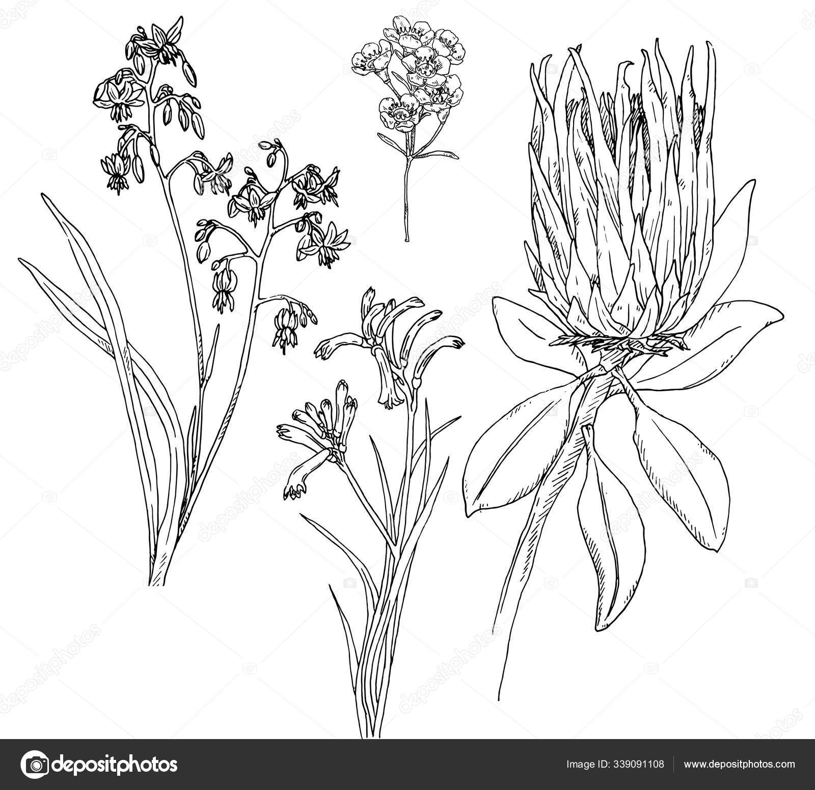 Featured image of post Australian Native Plants Vector : Download 5,519 australian native stock illustrations, vectors &amp; clipart for free or amazingly low rates!