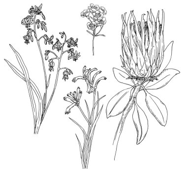 Download Australian Native Flora Free Vector Eps Cdr Ai Svg Vector Illustration Graphic Art