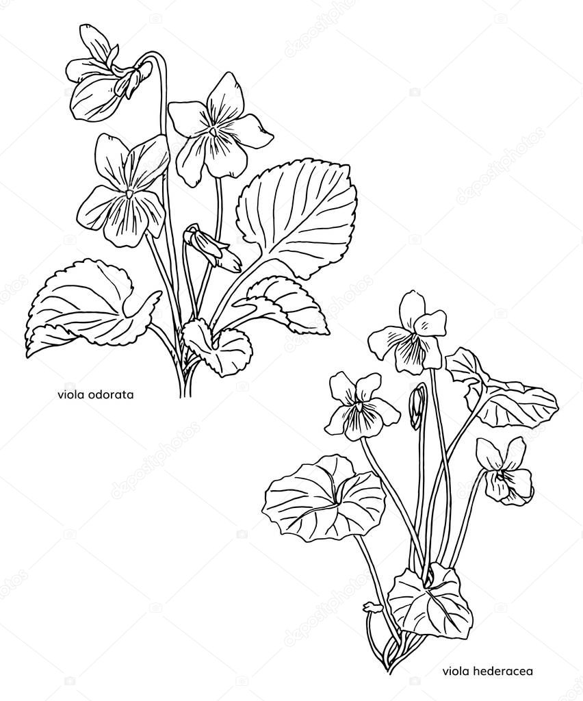 Conjunto de ilustración dibujada a mano de flores violetas. Dibujo