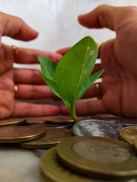 Hindistan Para Birimi Canlı Tesisi Çevreleyen Paralar