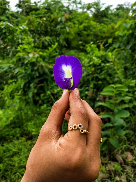 PURPLE FLOWER IN HAND