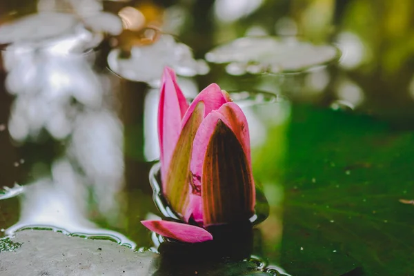 pink Indian lotus inside a lake