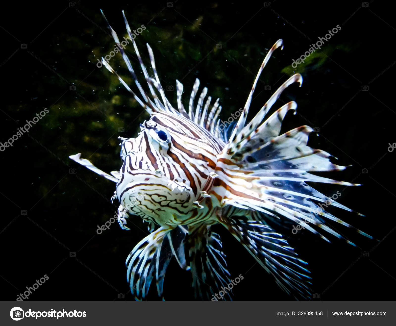 Zebra lion fish in black aquarium background Stock Photo by  ©mikspix@outlook.com 328395458