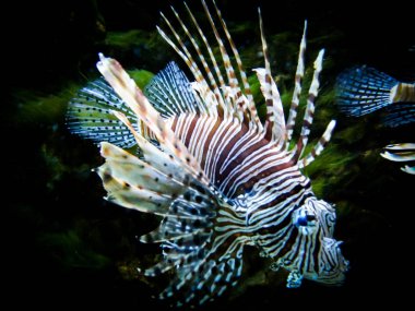 Kara akvaryum arka planında zebra aslan balığı