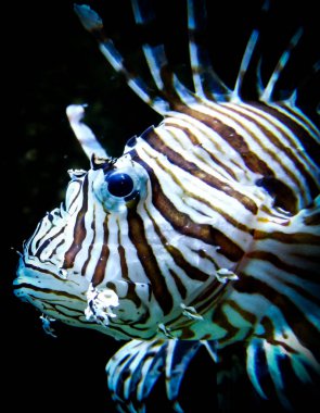 Kara akvaryum arka planında zebra aslan balığı