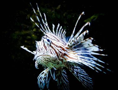 zebra lion fish in black aquarium background clipart