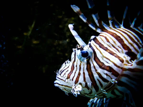 Pez león cebra en fondo acuario negro — Foto de Stock