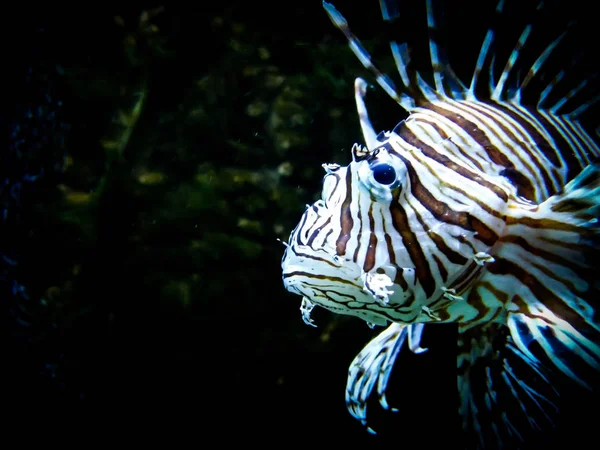 Zebra leão peixe no fundo do aquário preto — Fotografia de Stock