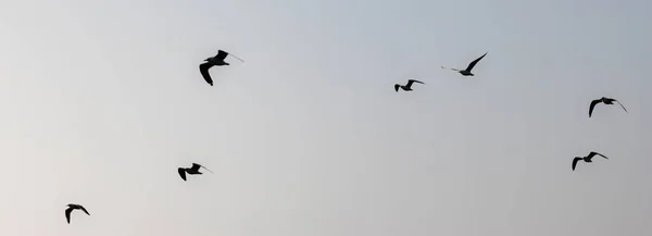 PLOVADORES DE CABALLERO EN EL CIELO — Foto de Stock