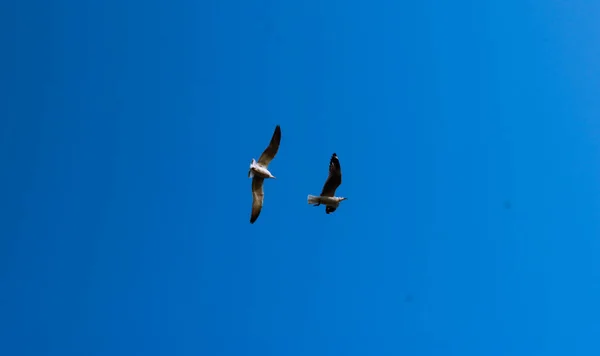 Krabba Plover fåglar i himlen — Stockfoto