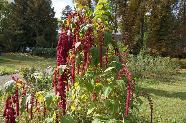 Цвітіння Восени Амарант Каудату Бургундський — стокове фото