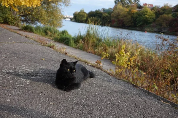 黒い猫は川岸にある 南部の虫 ヴィンニツァ — ストック写真